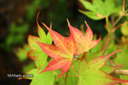 - Acer palmatum 'Tsuma gaki' Japanese Maple - Mr Maple │ Buy Japanese Maple Trees