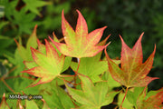 - Acer palmatum 'Tsuma gaki' Japanese Maple - Mr Maple │ Buy Japanese Maple Trees