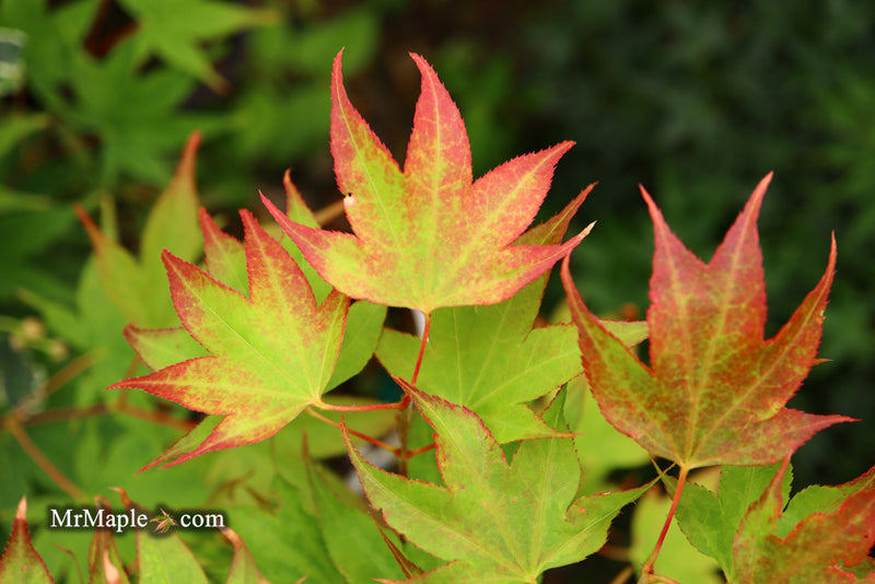 - Acer palmatum 'Tsuma gaki' Japanese Maple - Mr Maple │ Buy Japanese Maple Trees