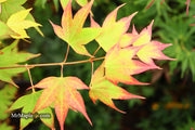 - Acer palmatum 'Tsuma gaki' Japanese Maple - Mr Maple │ Buy Japanese Maple Trees