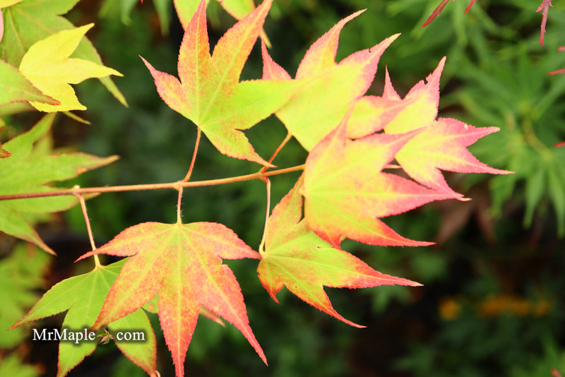 - Acer palmatum 'Tsuma gaki' Japanese Maple - Mr Maple │ Buy Japanese Maple Trees
