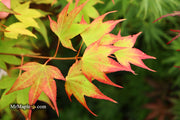 - Acer palmatum 'Tsuma gaki' Japanese Maple - Mr Maple │ Buy Japanese Maple Trees