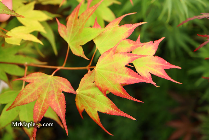 - Acer palmatum 'Tsuma gaki' Japanese Maple - Mr Maple │ Buy Japanese Maple Trees