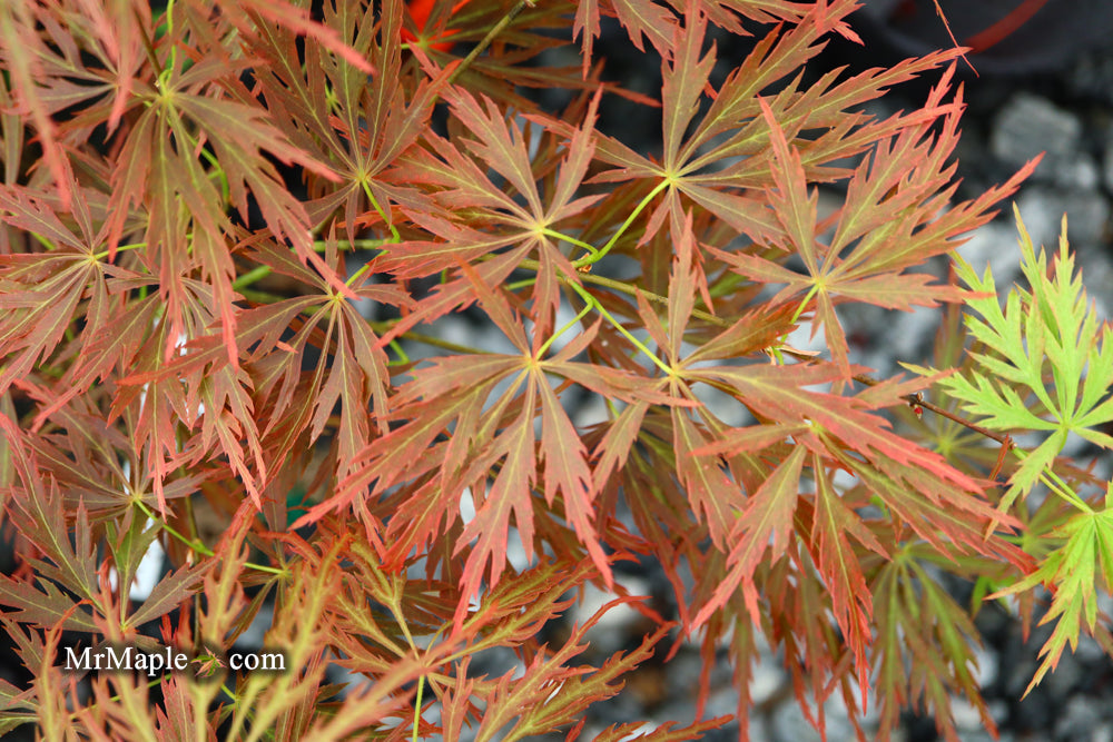 FOR PICK UP ONLY | Acer palmatum 'Nancy’s Legacy’ Toyama Japanese Maple | DOES NOT SHIP