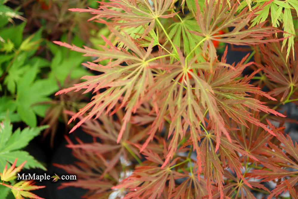 Acer palmatum 'Nancy’s Legacy’ Toyama Japanese Maple