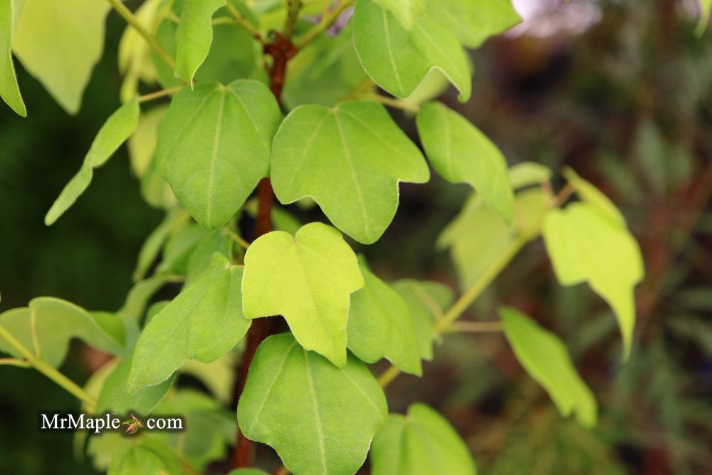 Acer buergerianum ssp formosanum Taiwanese Trident Maple