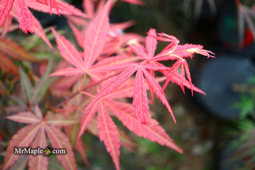 Acer palmatum 'Red Spider' Red Japanese Maple