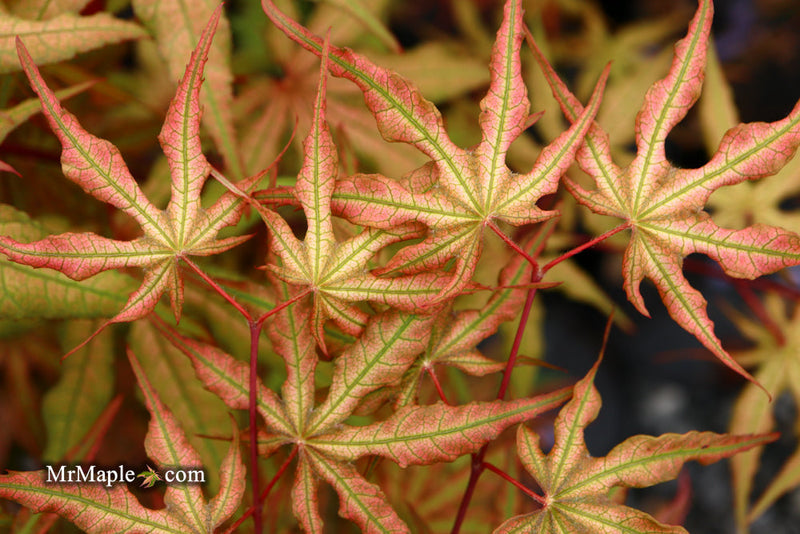 - FOR PICKUP ONLY | Acer palmatum 'Nebula' Variegated Japanese Maple | DOES NOT SHIP - Mr Maple │ Buy Japanese Maple Trees
