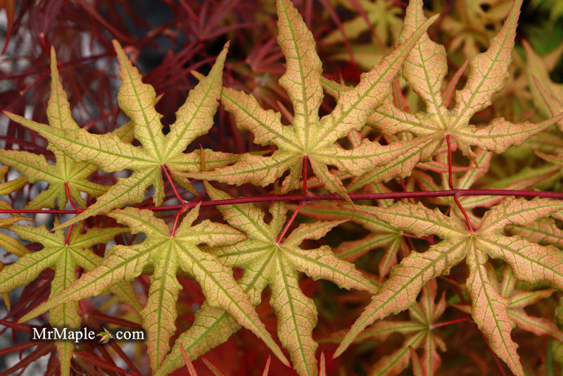- FOR PICKUP ONLY | Acer palmatum 'Nebula' Variegated Japanese Maple | DOES NOT SHIP - Mr Maple │ Buy Japanese Maple Trees