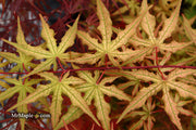 - Acer palmatum 'Nebula' Variegated Japanese Maple - Mr Maple │ Buy Japanese Maple Trees