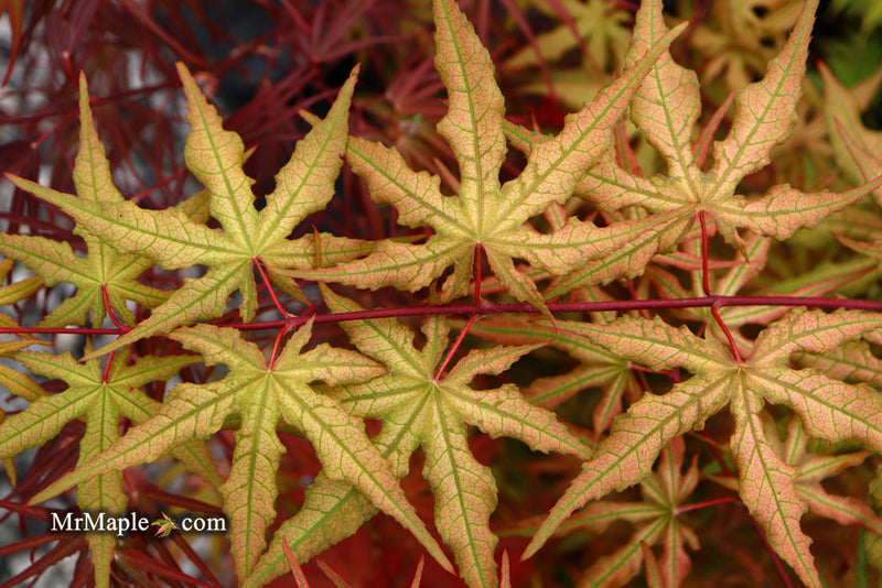 - Acer palmatum 'Nebula' Variegated Japanese Maple - Mr Maple │ Buy Japanese Maple Trees
