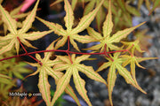 - FOR PICKUP ONLY | Acer palmatum 'Nebula' Variegated Japanese Maple | DOES NOT SHIP - Mr Maple │ Buy Japanese Maple Trees