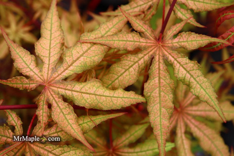 - FOR PICKUP ONLY | Acer palmatum 'Nebula' Variegated Japanese Maple | DOES NOT SHIP - Mr Maple │ Buy Japanese Maple Trees