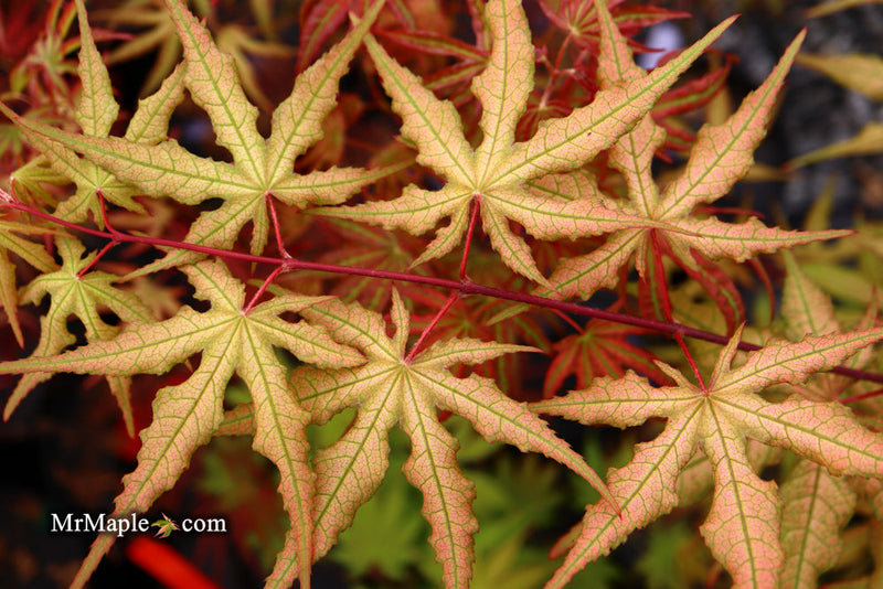 - FOR PICKUP ONLY | Acer palmatum 'Nebula' Variegated Japanese Maple | DOES NOT SHIP - Mr Maple │ Buy Japanese Maple Trees