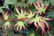 - Acer palmatum 'Firefly' Japanese Maple - Mr Maple │ Buy Japanese Maple Trees