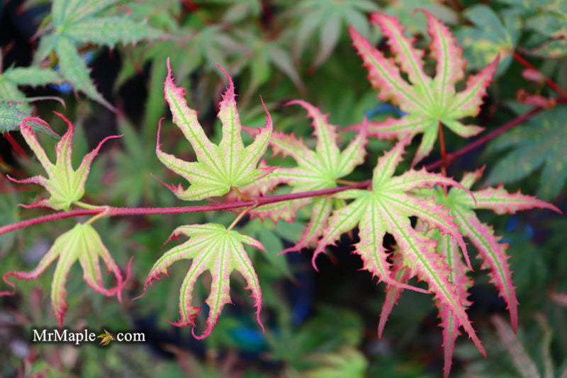 - Acer palmatum 'Firefly' Japanese Maple - Mr Maple │ Buy Japanese Maple Trees