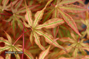 - Acer palmatum 'Nebula' Variegated Japanese Maple - Mr Maple │ Buy Japanese Maple Trees