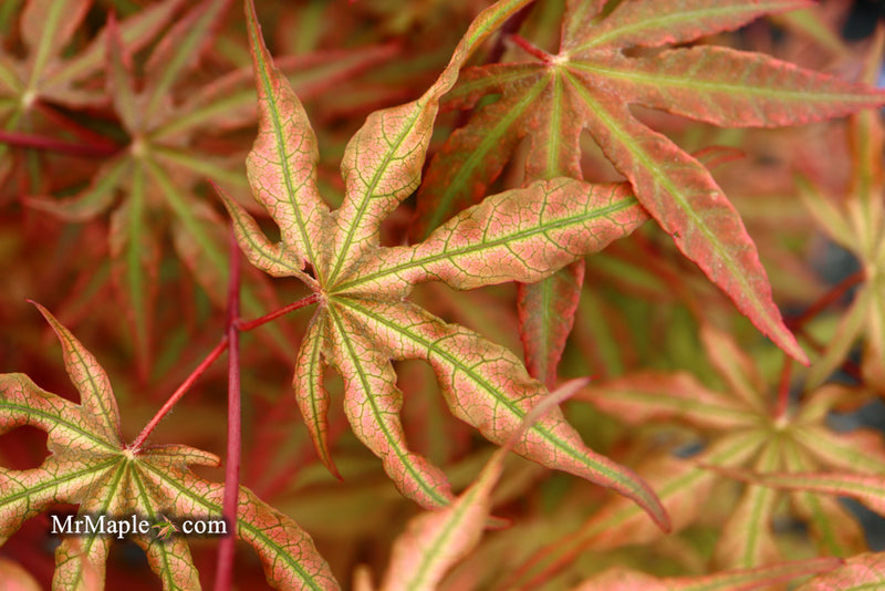 - Acer palmatum 'Nebula' Variegated Japanese Maple - Mr Maple │ Buy Japanese Maple Trees