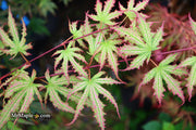 - Acer palmatum 'Firefly' Japanese Maple - Mr Maple │ Buy Japanese Maple Trees