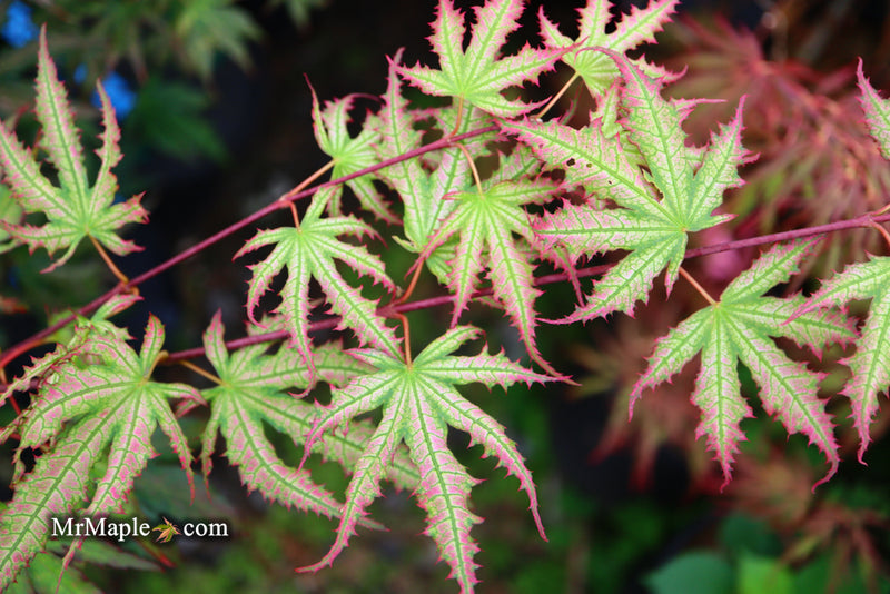 - Acer palmatum 'Firefly' Japanese Maple - Mr Maple │ Buy Japanese Maple Trees