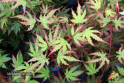 - Acer palmatum 'Firefly' Japanese Maple - Mr Maple │ Buy Japanese Maple Trees