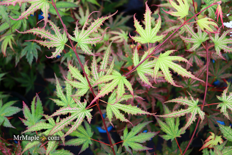 - Acer palmatum 'Firefly' Japanese Maple - Mr Maple │ Buy Japanese Maple Trees