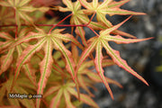 - Acer palmatum 'Nebula' Variegated Japanese Maple - Mr Maple │ Buy Japanese Maple Trees