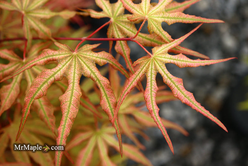 - FOR PICKUP ONLY | Acer palmatum 'Nebula' Variegated Japanese Maple | DOES NOT SHIP - Mr Maple │ Buy Japanese Maple Trees