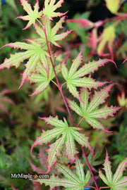 - Acer palmatum 'Firefly' Japanese Maple - Mr Maple │ Buy Japanese Maple Trees