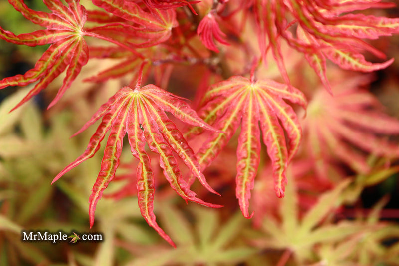 - FOR PICKUP ONLY | Acer palmatum 'Nebula' Variegated Japanese Maple | DOES NOT SHIP - Mr Maple │ Buy Japanese Maple Trees