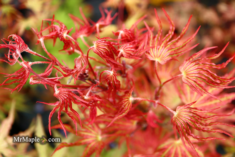 - Acer palmatum 'Nebula' Variegated Japanese Maple - Mr Maple │ Buy Japanese Maple Trees