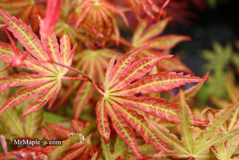 - FOR PICKUP ONLY | Acer palmatum 'Nebula' Variegated Japanese Maple | DOES NOT SHIP - Mr Maple │ Buy Japanese Maple Trees