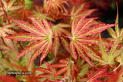 - Acer palmatum 'Nebula' Variegated Japanese Maple - Mr Maple │ Buy Japanese Maple Trees