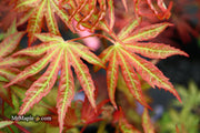 - FOR PICKUP ONLY | Acer palmatum 'Nebula' Variegated Japanese Maple | DOES NOT SHIP - Mr Maple │ Buy Japanese Maple Trees