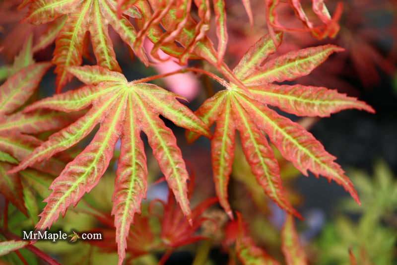 - FOR PICKUP ONLY | Acer palmatum 'Nebula' Variegated Japanese Maple | DOES NOT SHIP - Mr Maple │ Buy Japanese Maple Trees