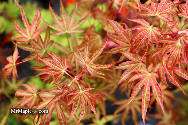 - Acer palmatum 'Nebula' Variegated Japanese Maple - Mr Maple │ Buy Japanese Maple Trees