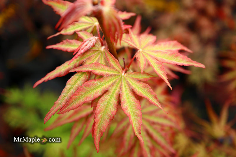 - FOR PICKUP ONLY | Acer palmatum 'Nebula' Variegated Japanese Maple | DOES NOT SHIP - Mr Maple │ Buy Japanese Maple Trees