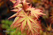 - Acer palmatum 'Nebula' Variegated Japanese Maple - Mr Maple │ Buy Japanese Maple Trees