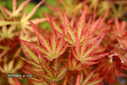 - Acer palmatum 'Nebula' Variegated Japanese Maple - Mr Maple │ Buy Japanese Maple Trees
