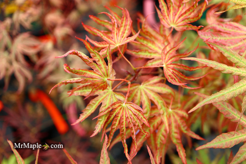 - Acer palmatum 'Nebula' Variegated Japanese Maple - Mr Maple │ Buy Japanese Maple Trees