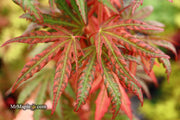 - Acer palmatum 'Nebula' Variegated Japanese Maple - Mr Maple │ Buy Japanese Maple Trees