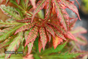 - Acer palmatum 'Nebula' Variegated Japanese Maple - Mr Maple │ Buy Japanese Maple Trees