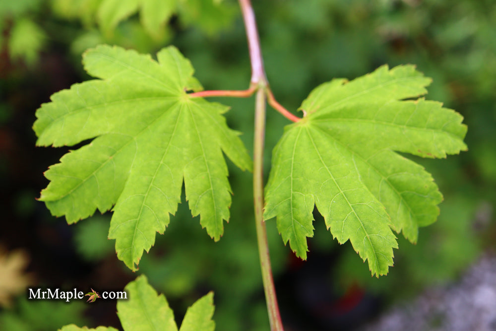 Acer shirasawanum 'Red Wing' Japanese Maple