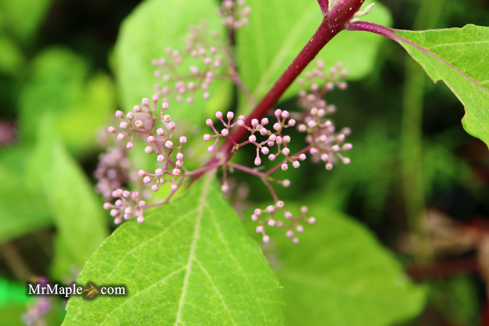 Callicarpa japonica 'Shiji murasaki' Japanese Beautyberry