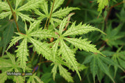- Acer palmatum 'Grandma Ghost' Japanese Maple - Mr Maple │ Buy Japanese Maple Trees