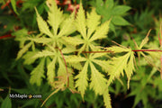 - Acer palmatum 'Grandma Ghost' Japanese Maple - Mr Maple │ Buy Japanese Maple Trees
