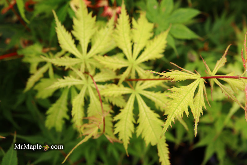 - Acer palmatum 'Grandma Ghost' Japanese Maple - Mr Maple │ Buy Japanese Maple Trees