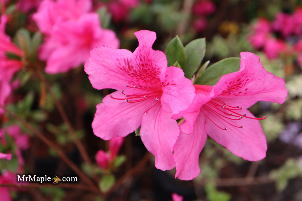 Azalea 'Pride of Mobile' Pink Evergreen Azalea Southern Indica