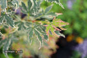 - FOR PICK UP ONLY | Acer palmatum 'Butterfly' Japanese Maple | DOES NOT SHIP - Mr Maple │ Buy Japanese Maple Trees