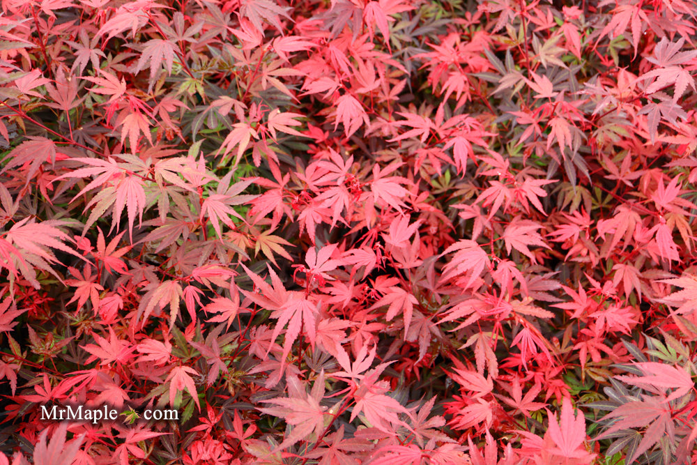 Acer palmatum 'Shaina' Dwarf Red Japanese Maple Tree